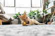 © MaaHoo Studio/Stocksy - Portrait of petting dog in living room