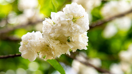 white peach flower