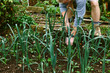 © Helen Rushbrook/Stocksy - Male gardener weeding a bed of leeks in the kitchen garden.