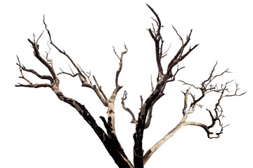 dead tree isolated on white background