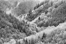 Black White Snow Covered Trees.