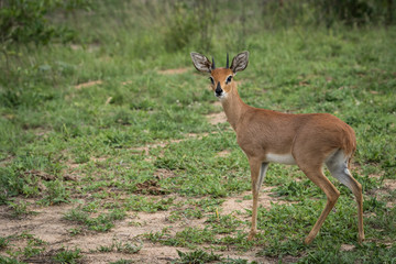 Beautiful Steenbuck ram looking towards the photographer.