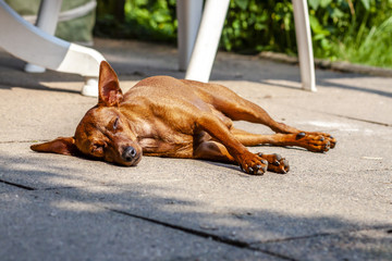 Miniature pinscher resting on the pavement