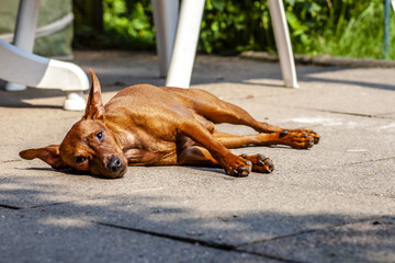 Miniature pinscher resting on the pavement