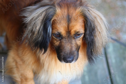Láminas petit chien au bout de sa laisse sur le marché
