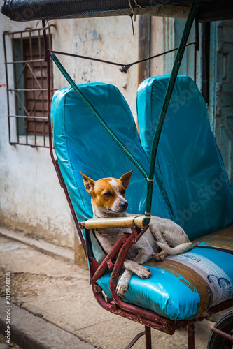 Fotografie, Obraz HABANA, CUBA-JANUARY 13: Cuban dog on January 13, 2018 in Habana, Cuba