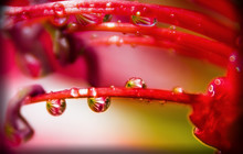 Macro Photo Of Water Drops On A Red Lily Flower