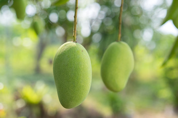 Wall Mural - Green mango fruit hanging on tree in the garden with nature background, delicious fruit isolated, selective focus and blurred background, fresh mango fruits.