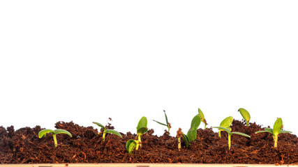 Shoots of the plant on white background