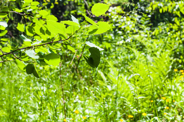 Canvas Print - aspen twig over green meadow in forest