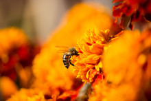 Bee On Marigold