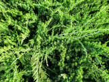 Fototapeta Sypialnia - Big green bushes background. Close up shot.