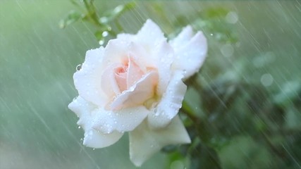 Wall Mural - Beautiful white rose with rain drops. Beauty fresh white rose flower growing in summer garden and blooming. Watering plants, rain, raindrops on petals. Slow motion. 4K UHD video 3840X2160