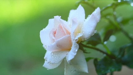 Wall Mural - Beautiful white rose with dew drops. Beauty fresh white rose flower growing in summer garden and blooming. Watering plants, raindrops. Slow motion. 4K UHD video 3840X2160