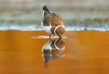 Beautiful Wader Bird Drinking On The Water