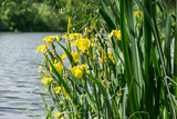 yellow marsh iris (iris pseudacorus), water-iris