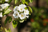 Fototapeta Las - pear blossom on young branches