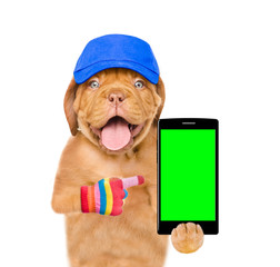 Poster - Puppy in blue cap is pointing to the smartphone in their paws. Isolated on white background