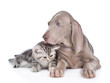 Weimaraner puppy lying with kitten. isolated on white background