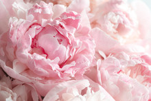 Fluffy Pink Peonies Flowers Background