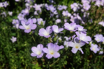 lila flowers of flax hirsute in a garden