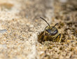© EdVal - Single earth bee go out from their hole at ground level