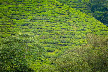 Cameron Highlands Boh tea plantation