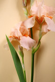 Fototapeta Tulipany - Fresh flowers on pastel background