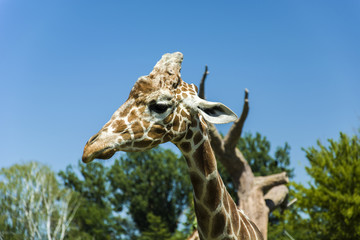 Wall Mural - Head and neck of giraffe in background of trees and sky