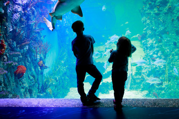 Wall Mural - kids-boy and girl- watching fishes in aquarium
