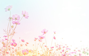 pink cosmos flower