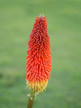 Red Hot Poker Plant, Kniphofia. Blurry Background From Grass.