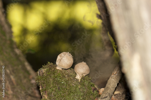 Fotografie, Obraz Vesse de loup expulsant ses spores en sous bois
