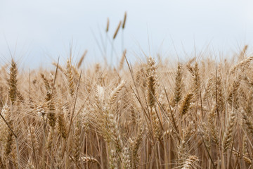  close up on ripe wheat ears on reaping time