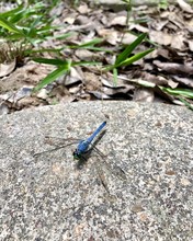 Blue Male, Eastern Pondhawk, Dragonfly