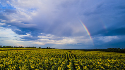  Sunflower Field with Rainbow