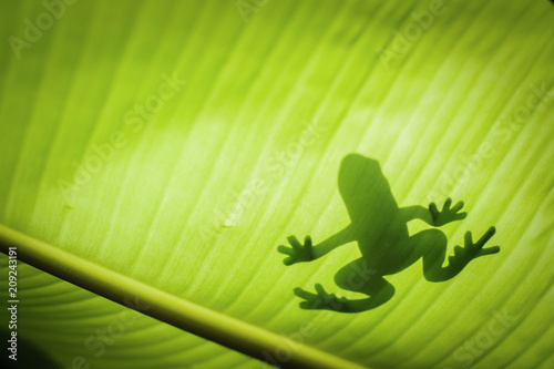 Fotografia, Obraz The silhouette of the animal on the leaf.