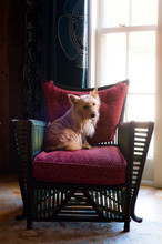 Cairn Terrier On Chair