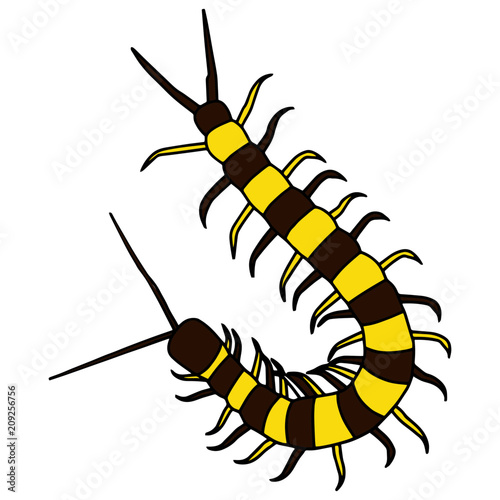 Centipede cartoon illustration isolated on white background for