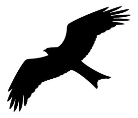 Aufkleber - Bird of prey silhouette on white background, vector illustration