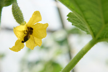 Overy Of Cucumber And Bee On The Flower