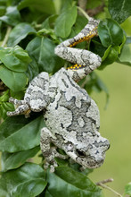 Gray Tree Frog (Hyla Versicolor) Descending From Tree