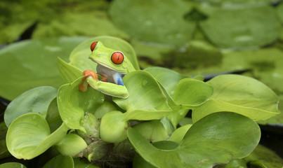 Red-eyed Tree frog (Agalychnis callidryas) in Rainforest