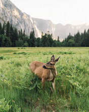 Wild Deer In Yosemite National Park