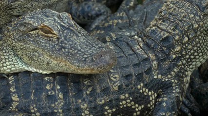 Wall Mural - Alligators farm lots of aligators angry background. Alligators breeding farm in the Florida.