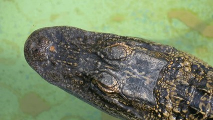 Wall Mural - Crocodile head, top view. Alligator close up portrait. Alligator floats just above the water. Close-up of the head of a alligator, Florida, 4k.