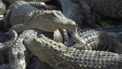 Wall Mural - Alligators crouch along one another and are interwoven with bodies. Aligators breeding farm in the Florida. Crocodiles are basking in the sun on a crocodile farm.