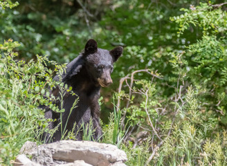 Poster - American black bear near Capulin Spring in Cibola National Forest, Sandia Mountains, New Mexico