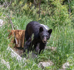 Poster - American black bear near Capulin Spring in Cibola National Forest, Sandia Mountains, New Mexico
