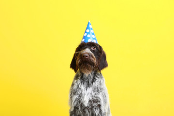 Poster - German pointer dog with birthday cap on yellow background